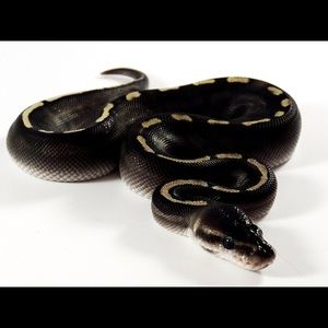 Meet your Posher, Rose